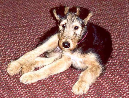 Airedale Terrier