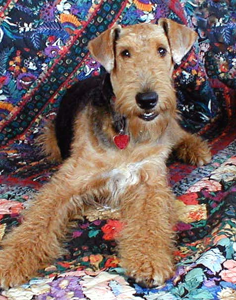 Phoebe