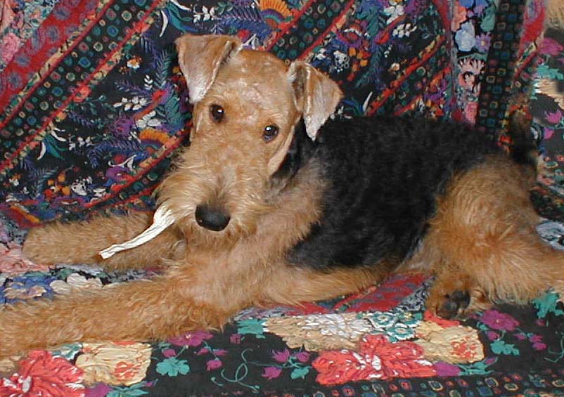 Phoebe