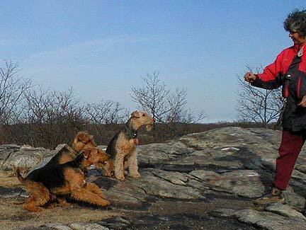 Airedale Terrier