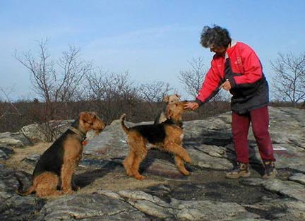 Airedale Terrier