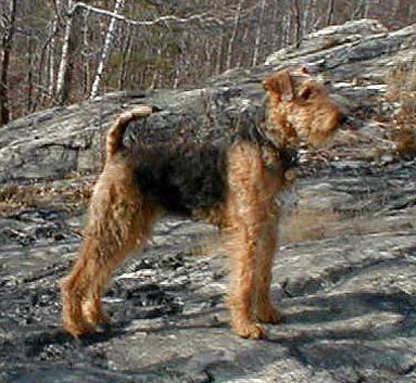 Airedale Terrier