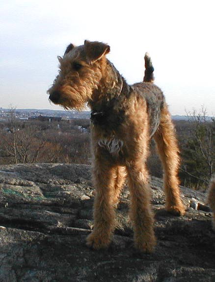 Airedale Terrier