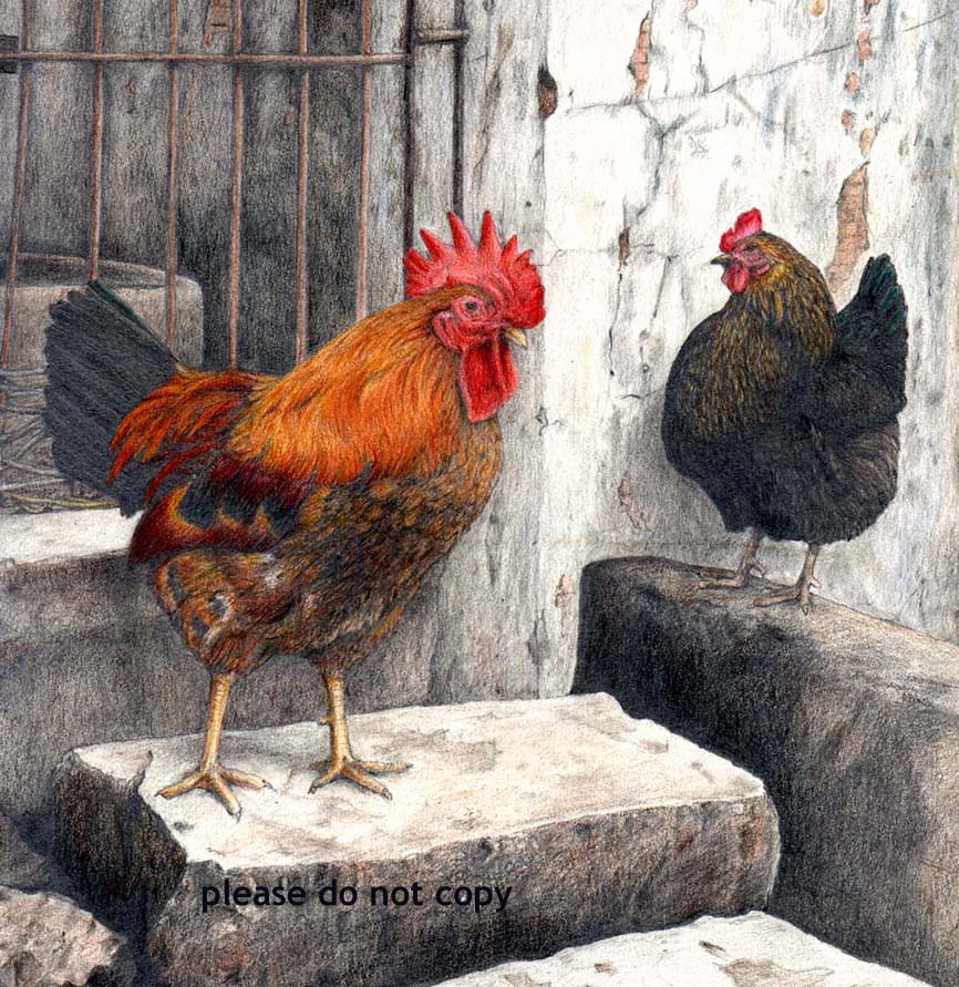 Chinese Chickens