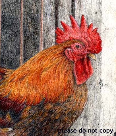 Chinese Chickens