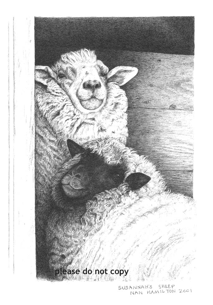 Sheep