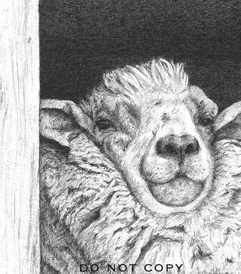 Sheep