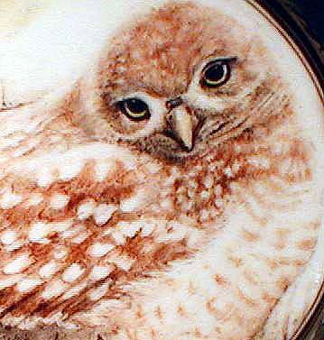 Burrowing Owl