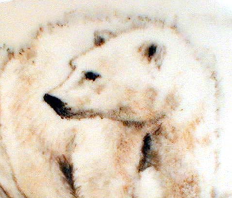 Polar Bears