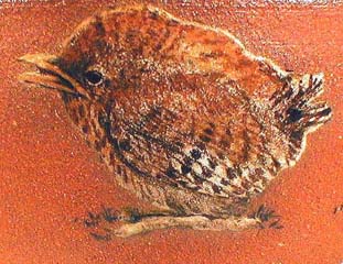 Wren Chicks