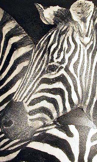 Zebras