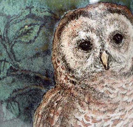 Owls