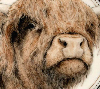 Highland Cow