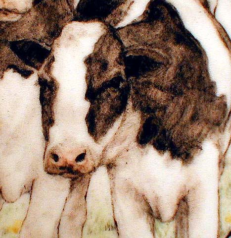 Two Cows