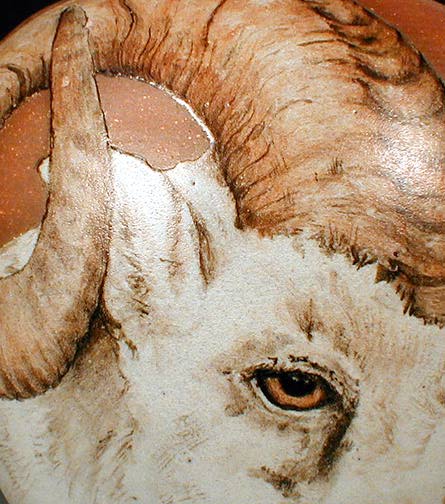 Dall Sheep