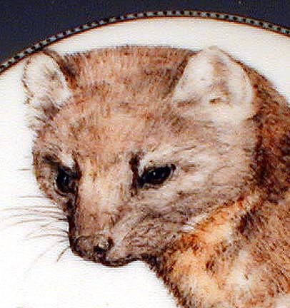 Marten in Blue Flowers