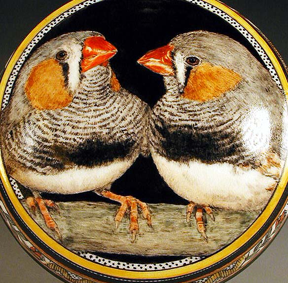 Zebra Finch