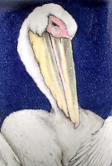 Pelicans