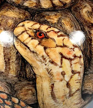 Turtle