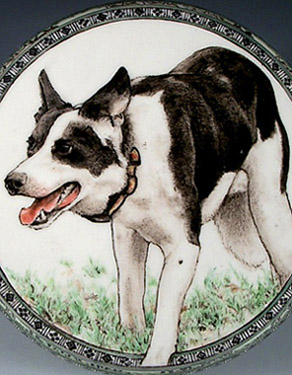 Bonus, Border Collie