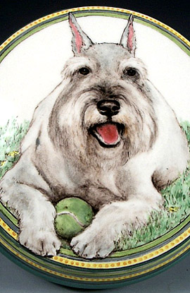 Jules, Standard Schnauzer