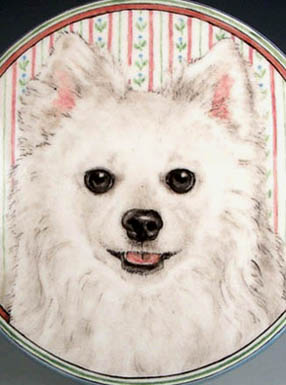 Lexi Japanese Spitz
