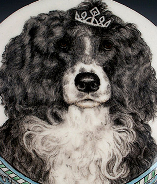 Odette, Portuguese water dog