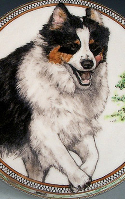 Ozzie Australian shepherd