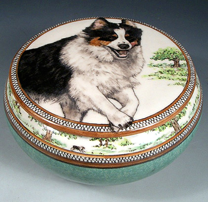 Ozzie Australian shepherd