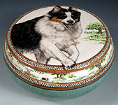 Ozzie Australian Shepherd