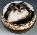 Teddy Pomeranian